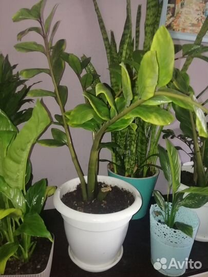 Продам Комнатные растения