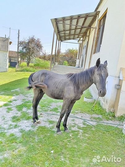 Жеребчик 1 год