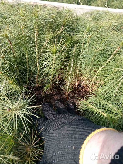 Сеянцы сосны обыкновенной от 12 см. 1 млн. 3 р