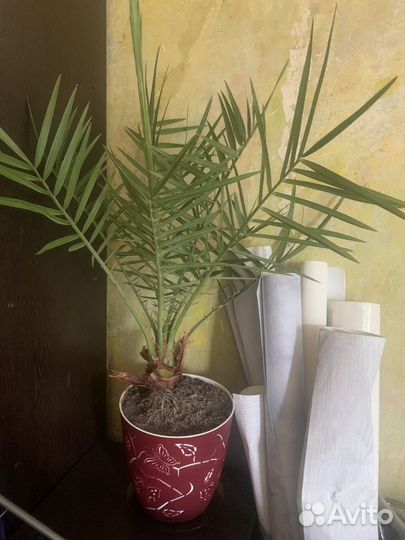 Финиковая пальма