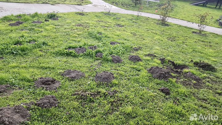 Уничтожение тараканов, клопов, крыс