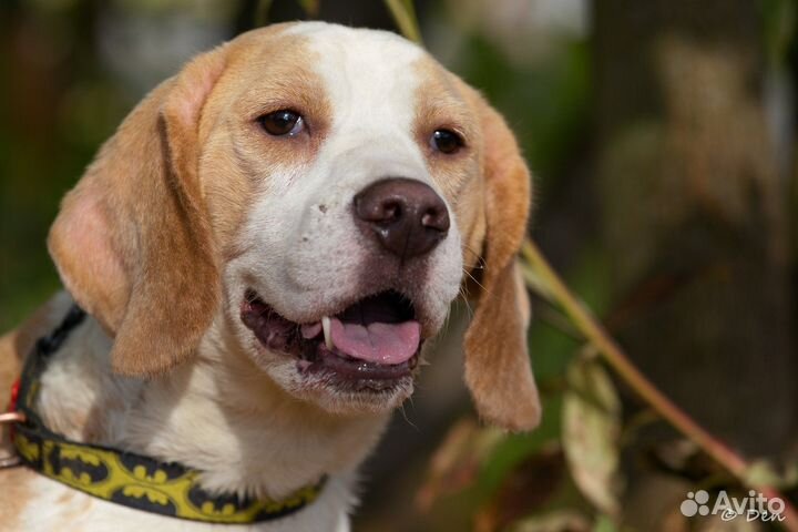 Симба ищет новый дом