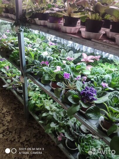 Фиалки сортовые