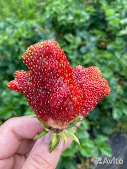 Саженцы клубники Купчиха