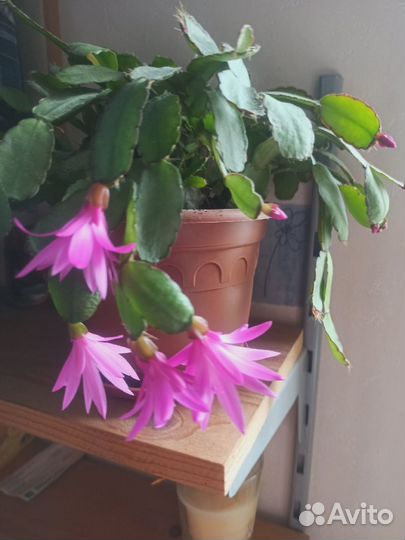 Декабрист (шлюмбергера) + пасхальник