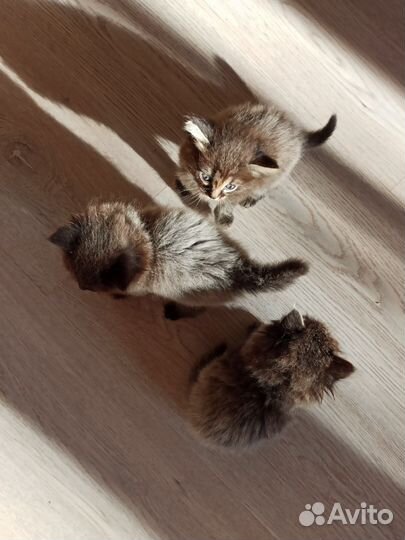 Котята