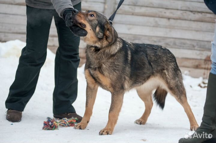 Отдаю даром замечательную Мотю в добрые руки