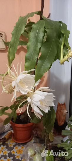 Кактусы и суккуленты