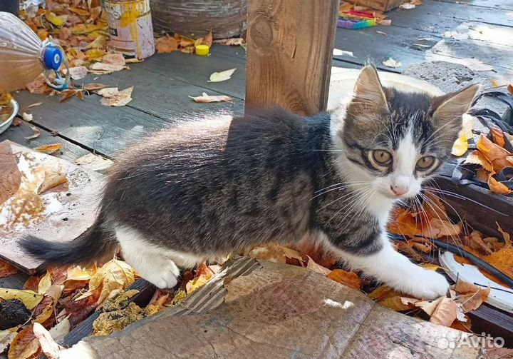 Котята