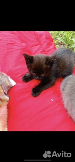 Котята в добрые руки