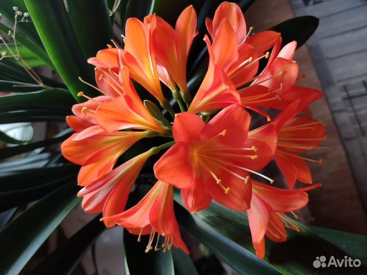 Кливия из семян, жёлтая+жёл., шлюмбергера редкая