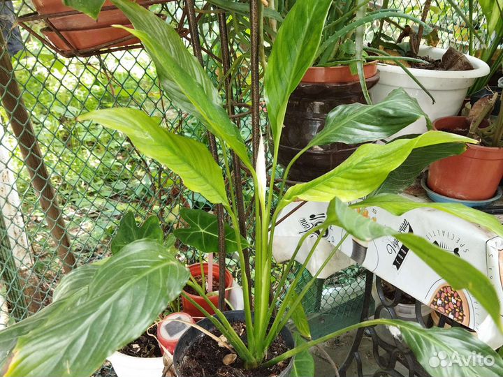 Спацифиллиум