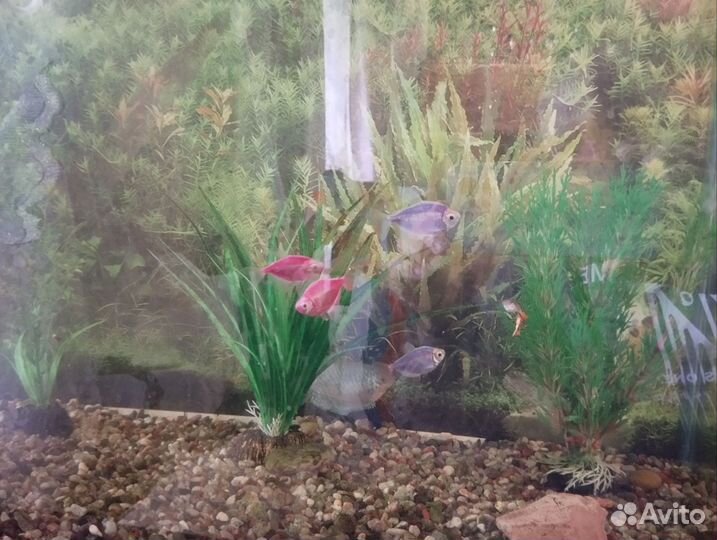 Продам аквариум с рыбками, на 80 литров