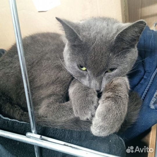 Кошка в беде