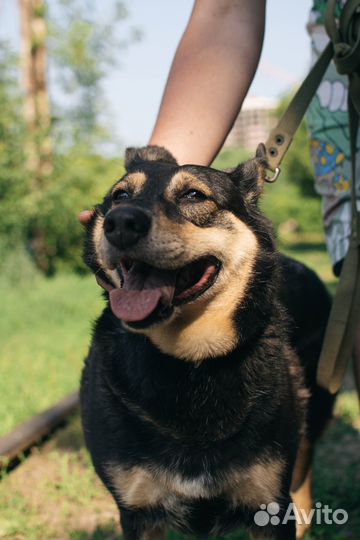 Собака-компаньон Машка в добрые руки