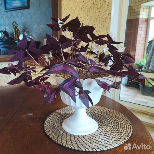 Кислица Оксалис, Алоэ Вера