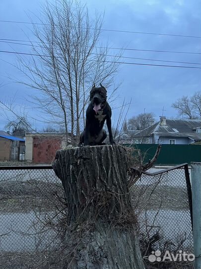 Вязка питбуля