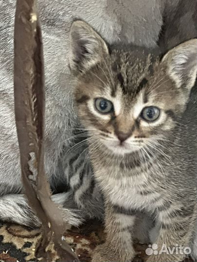 Котята котенок
