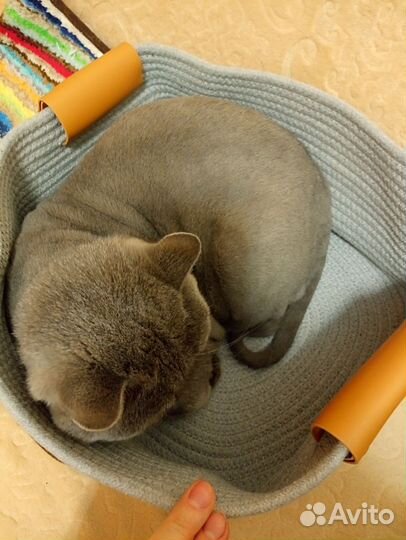 Лежанка для животного