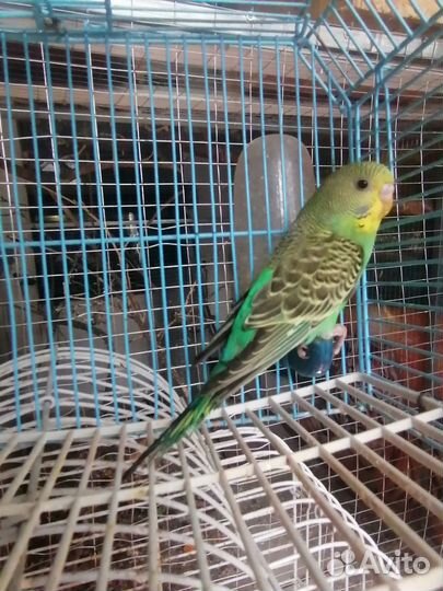 Волнистики