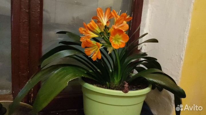 Комнатные цветы кливия