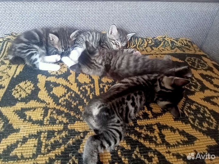 Кошки в добрые руки бесплатно