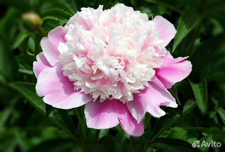 Пион Филомель