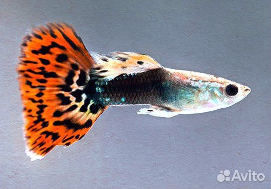 Гуппи ковровые селекционные