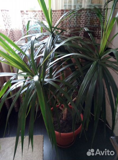 Пальма драцена Маргината