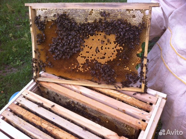 Сушь для пчел