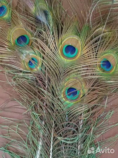 Перья павлина и фазана