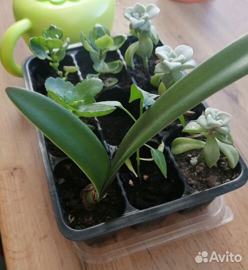 Гиппеаструм амариллис луковицы