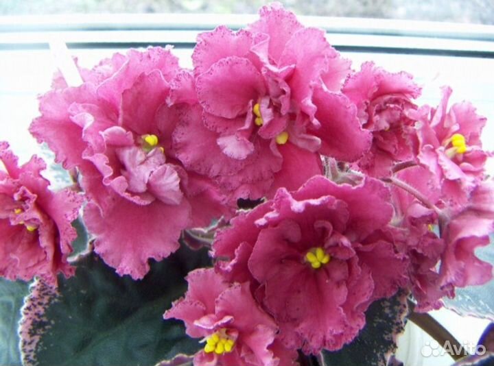 Укорененные листики сортовых фиалок