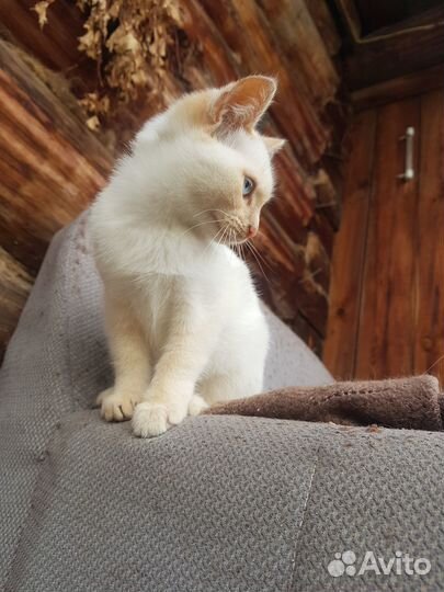 Отдам кошечку 3мес