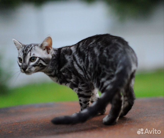 Бенгальский котенок серебро