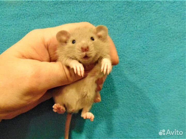 Крысы, крысята дамбо от крупных родителей, клетки