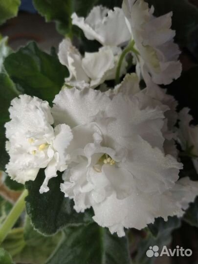 Сортовые фиалки