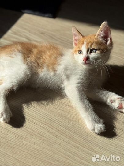 Отдам котят