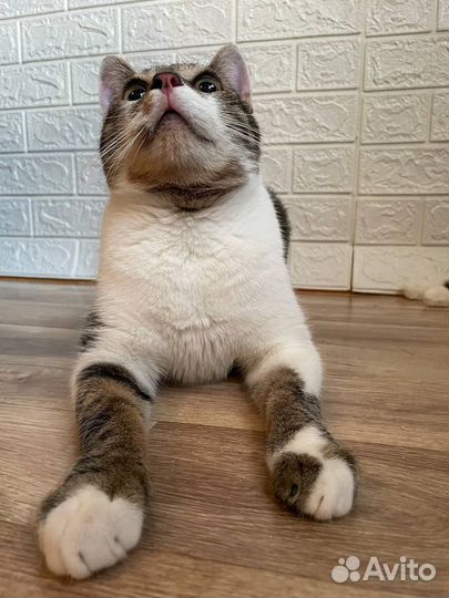 Котик Шурф в добрые руки