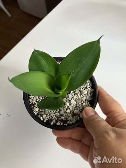 Сансевиерия Гилд Эйдж, Жадэ