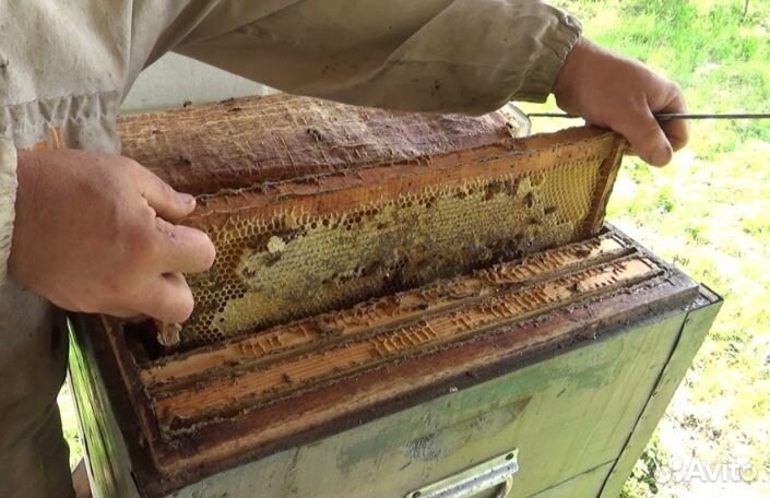 Мёд натуральный алтайский опт минимально 16 кг