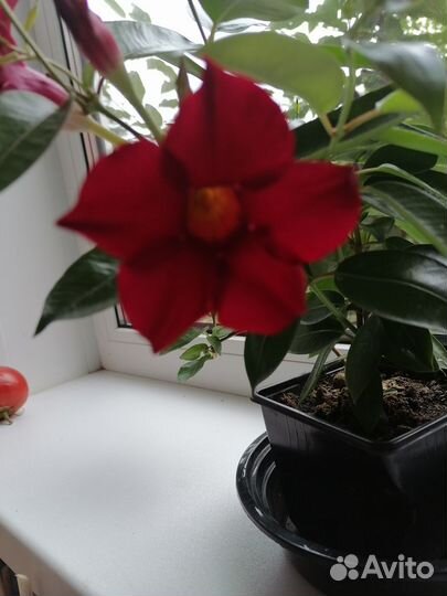 Цветущая лиана дипладения