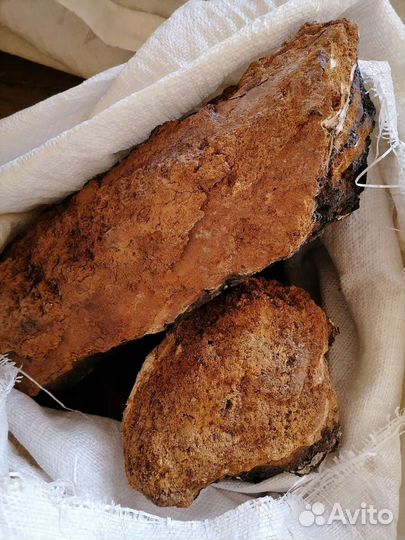 Березовый гриб чага