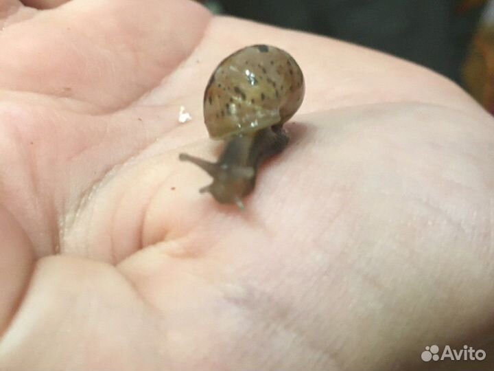 Улитки ахатины Фулики