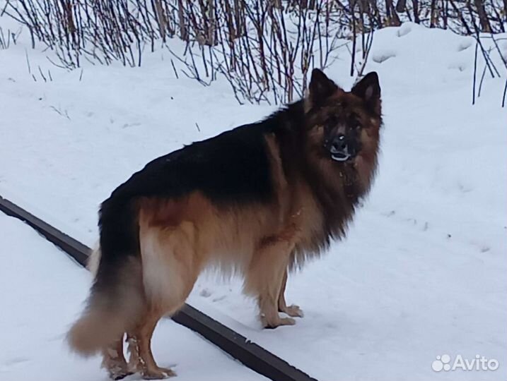 Вязка,кобель,5 лет,развязан