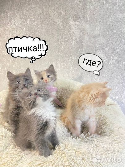 Очаровательные домашние малыши в добрые руки