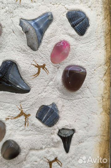 Зубы мегалодона, акул, трилобиты / Окаменелости