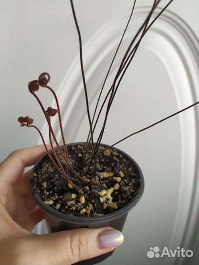 Адиантум Венус