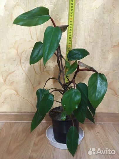 Филодендрон