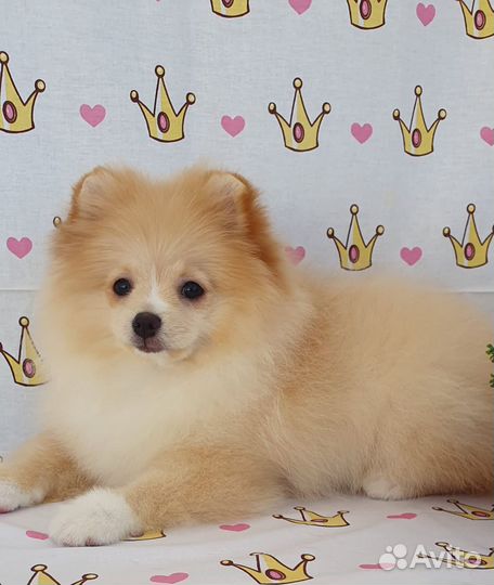 Померанский шпиц